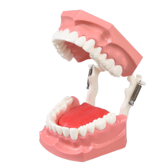 Modello anatomico di lingua DM11-Leggi tutto