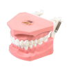 Modello anatomico di lingua DM11