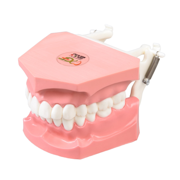 Modello anatomico di lingua DM11 Modello anatomico di lingua DM11-Leggi tutto