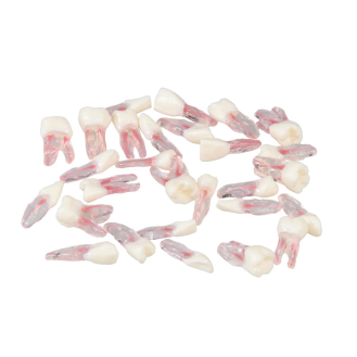Modello anatomico di denti E08/TC-Leggi tutto