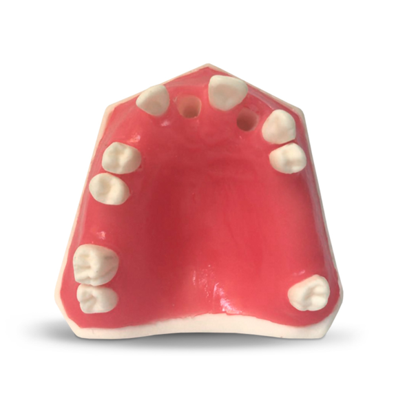 Modello anatomico gengivale E37 Modello anatomico gengivale E37-Leggi tutto