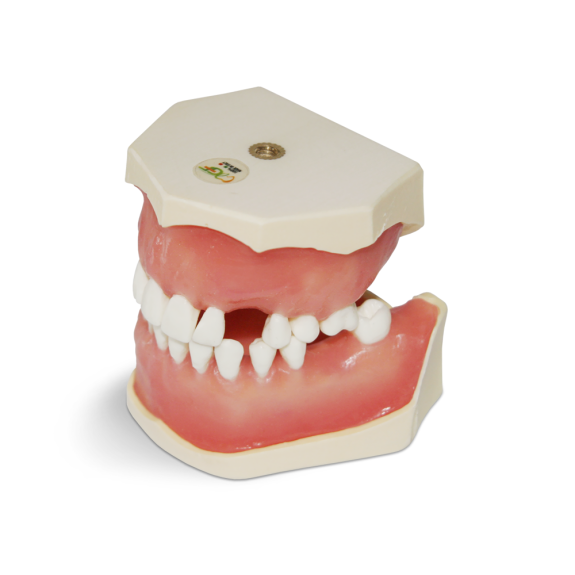 Modelo de ejercicio quirúrgico sintético E04 para la práctica dental-Leer más