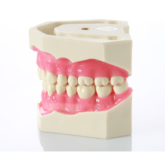 Modello anatomico di dentatura E02-Leggi tutto