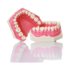 Modello anatomico di dentatura E02