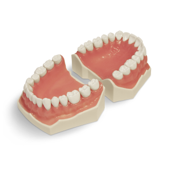 Modello anatomico di dentatura E02-Leggi tutto