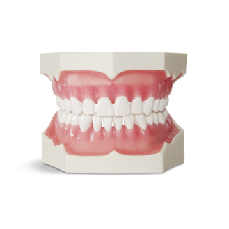 Modello anatomico di dentatura E02-Leggi tutto