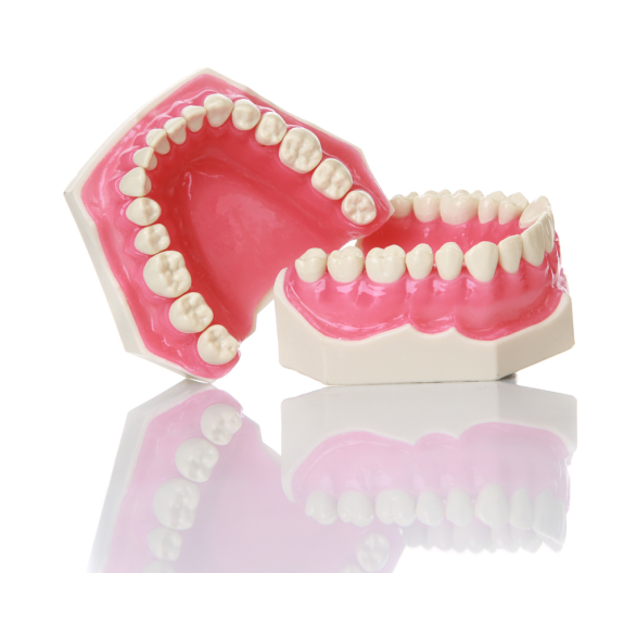 Modello anatomico di dentatura E02 Modello anatomico di dentatura E02-Leggi tutto