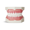 Modello anatomico di dentatura E02