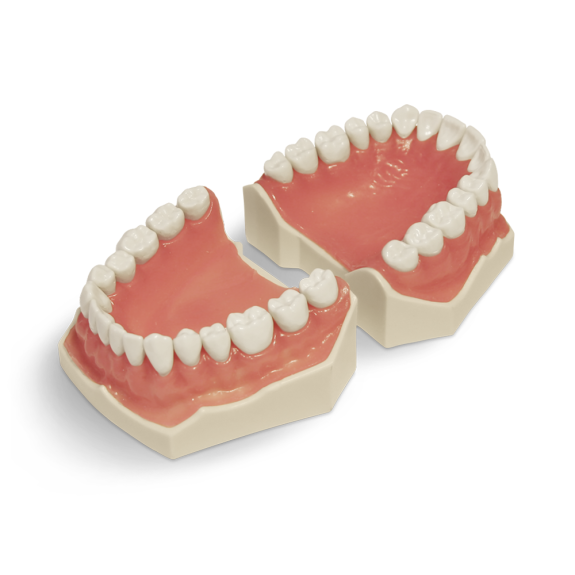 Modello anatomico di dentatura E02 Modello anatomico di dentatura E02-Leggi tutto