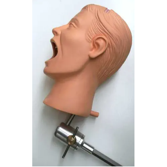 Manichino dentale completo
PHT-Leggi tutto