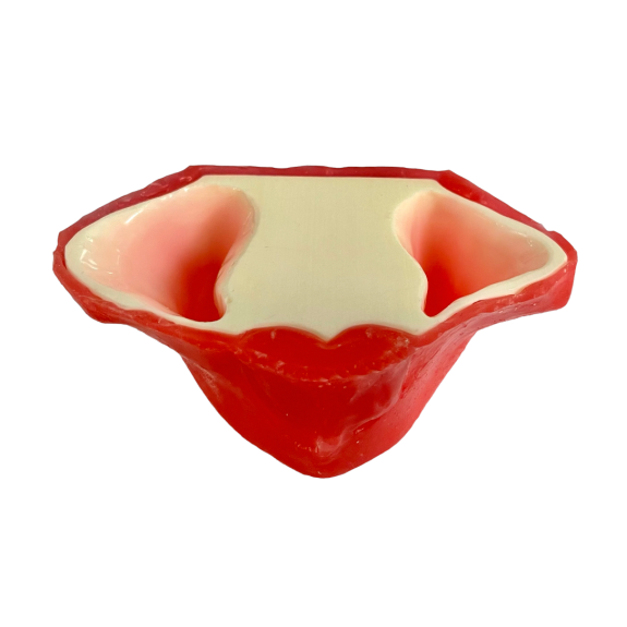 Modello anatomico di sierosa E20/P-Leggi tutto