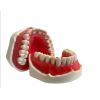 Modello anatomico di dentatura E02/N