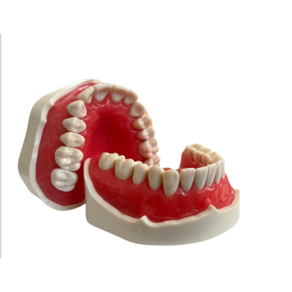 Modello anatomico di dentatura E02/N-Leggi tutto