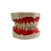 Modello anatomico di dentatura E02/N