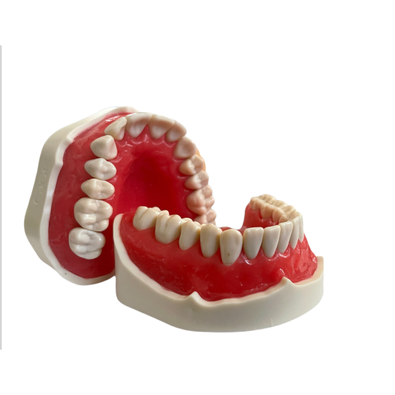 Modello anatomico di dentatura E02/N-Leggi tutto