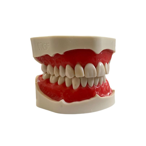 Modello anatomico di dentatura E02/N-Leggi tutto