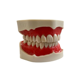 Modello anatomico di dentatura E02/N-Leggi tutto