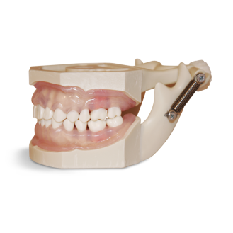 Modello anatomico gengivale E12N-Leggi tutto