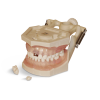 Modello anatomico gengivale E12N