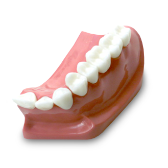 Modello anatomico di dentatura DM23-Leggi tutto