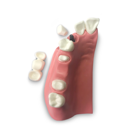 Modello anatomico di dentatura DM23 Modello anatomico di dentatura DM23-Leggi tutto
