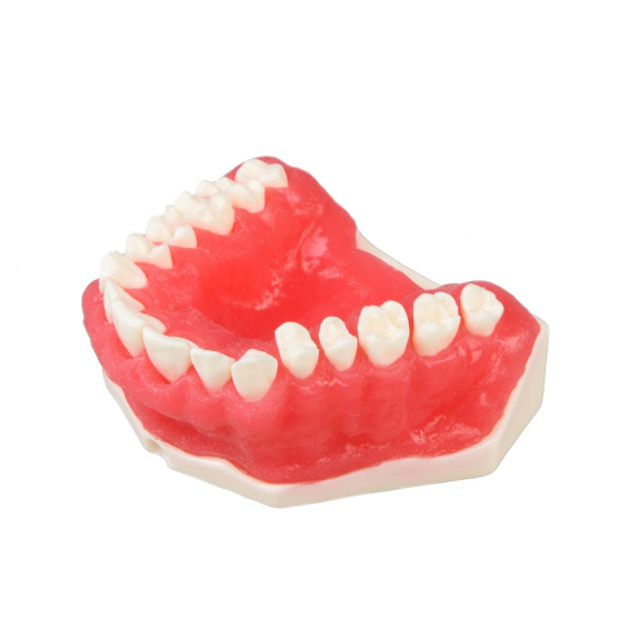 Modello anatomico gengivale E25 Modello anatomico gengivale E25-Leggi tutto