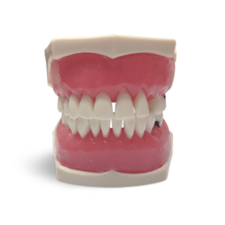 Modello anatomico gengivale E56-Leggi tutto