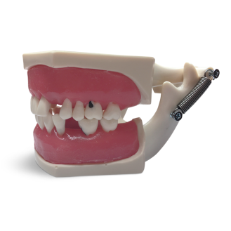 Modello anatomico gengivale E56-Leggi tutto