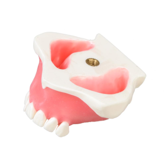 Modello anatomico di denti E23-Leggi tutto