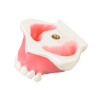 Modello anatomico di denti E23