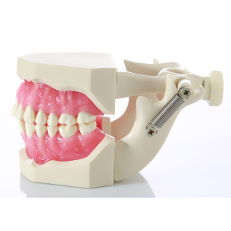 Modello anatomico gengivale DM04-Leggi tutto