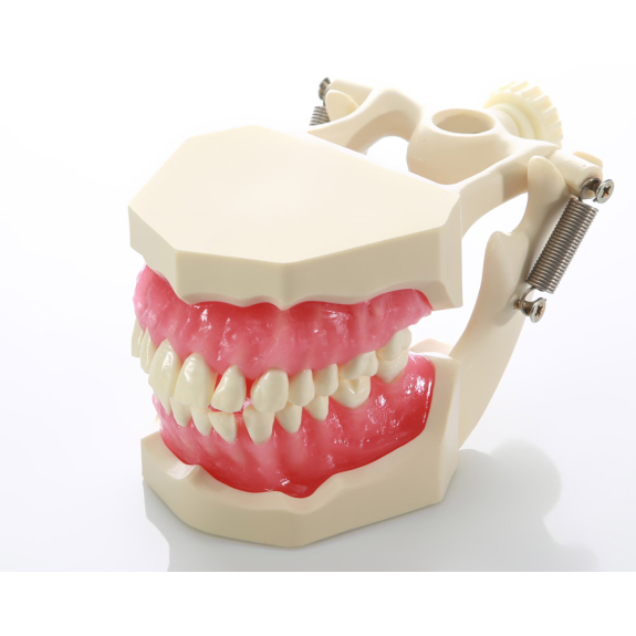 Modello anatomico gengivale DM04 Modello anatomico gengivale DM04-Leggi tutto