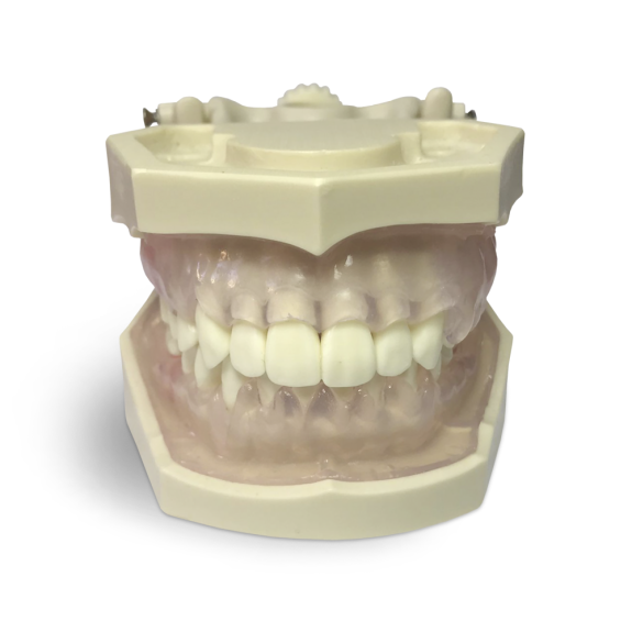Modello anatomico gengivale E11/GP-Leggi tutto
