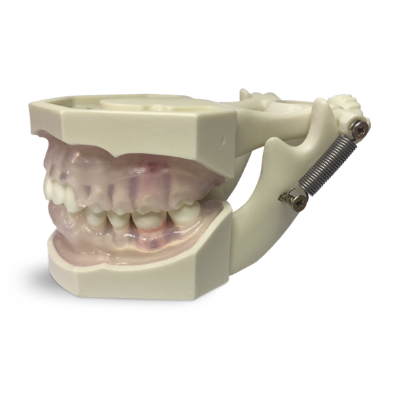 Modello anatomico gengivale E11/GP-Leggi tutto