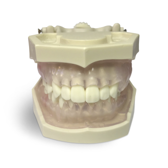Modello anatomico gengivale E11/GP-Leggi tutto
