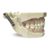 Modello anatomico gengivale E11/GP