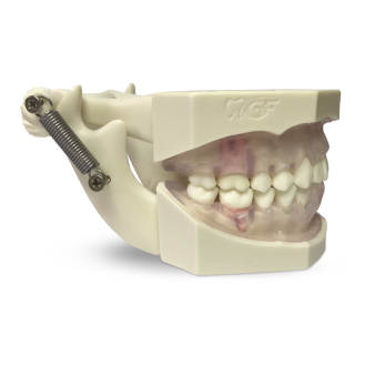 Modello anatomico gengivale E11/GP-Leggi tutto