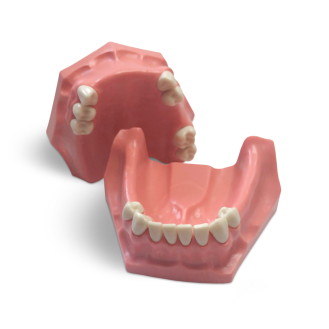 Modello anatomico di dentatura E01/P-Leggi tutto
