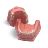 Modello anatomico di dentatura E01/P