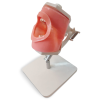 Modello anatomico di bocca MF01