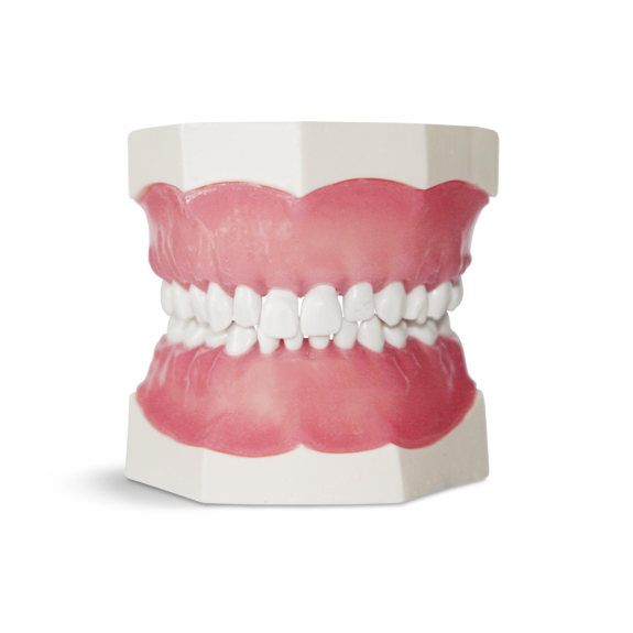 Modello da bambino con denti in resina dura EK1-Leggi tutto