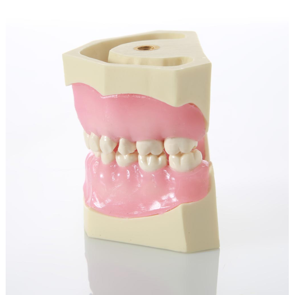 Modello da bambino con denti in resina dura EK1-Leggi tutto