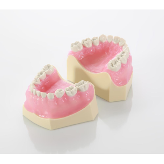 Modello da bambino con denti in resina dura EK1-Leggi tutto