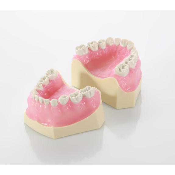Modello da bambino con denti in resina dura EK1-Leggi tutto