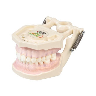 Modello anatomico gengivale E11-Leggi tutto