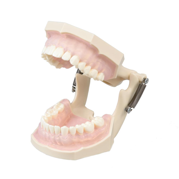 Modello anatomico gengivale E11-Leggi tutto