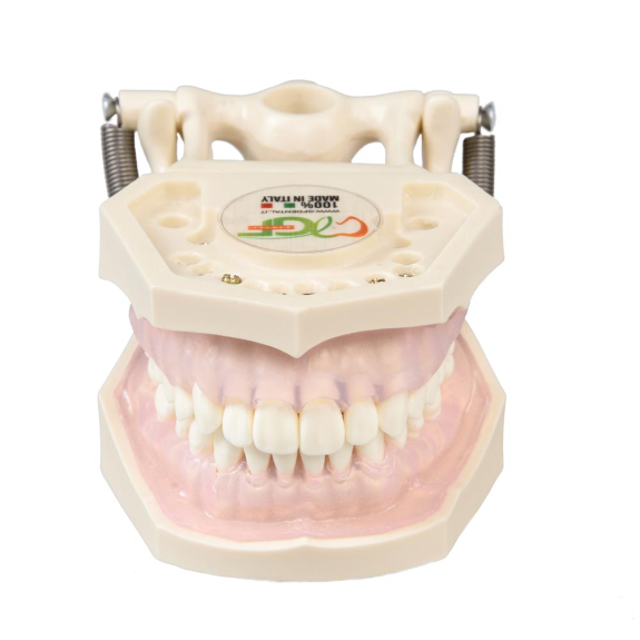 Modello anatomico gengivale E11-Leggi tutto