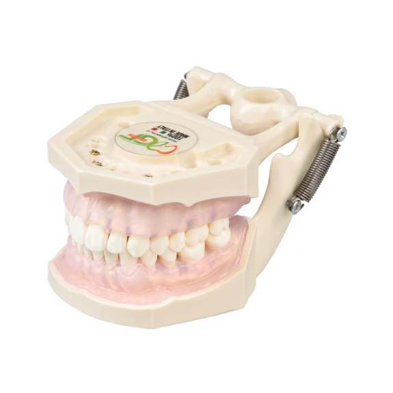 Modello anatomico gengivale E11-Leggi tutto