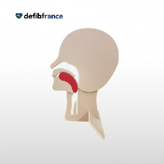 MODÈLE DE TÊTE EN COUPE PRESTAN-Lire la description