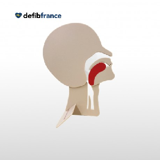 MODÈLE DE TÊTE EN COUPE PRESTAN-Lire la description